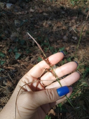 Carex flacca serrulata