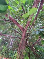Ficus elastica