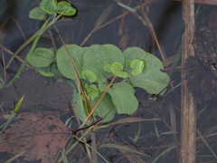 Caltha palustris