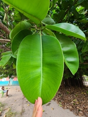 Ficus elastica