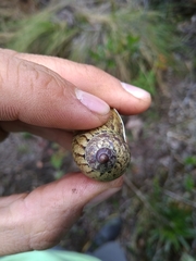 Plekocheilus succineoides