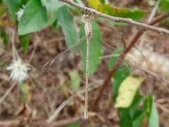 Lestes pallidus