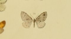 Hydriomena tamaria