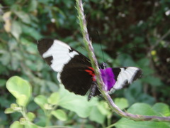 Heliconius sapho leuce