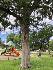 Fraxinus angustifolia