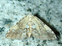 Elophila faulalis