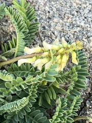 Astragalus nuttallii
