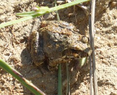 Tomopterna natalensis