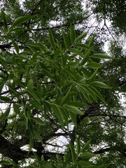 Fraxinus angustifolia