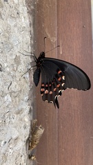 Heraclides rogeri pharnaces