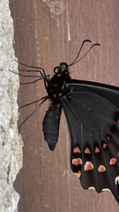 Heraclides rogeri pharnaces