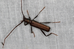 Xystrocera virescens