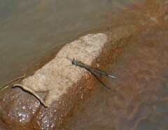 Pseudagrion spernatum