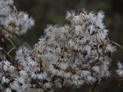 Eupatorium cannabinum