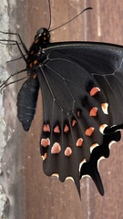 Heraclides rogeri pharnaces