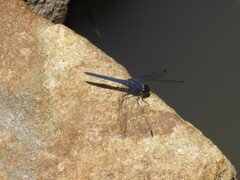 Trithemis furva