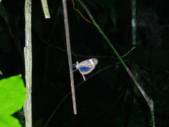 Dismorphia theucharila