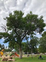 Fraxinus angustifolia