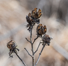 Hibiscus lasiocarpos