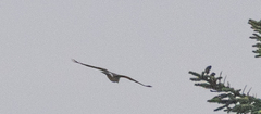 Buteo lagopus