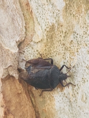 Antiteuchus mixtus