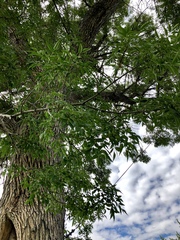 Fraxinus angustifolia