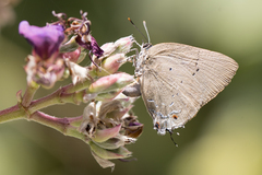 Parrhasius polibetes