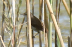 Acrocephalus gracilirostris
