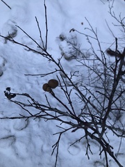 Diplolepis variabilis