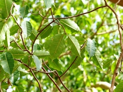 Ficus talbotii