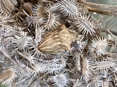 Ancyrosoma leucogrammes