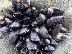 Xenostrobus neozelanicus
