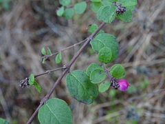 Symphoricarpos × chenaultii