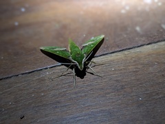 Xylophanes chiron