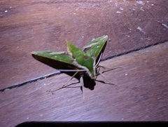 Xylophanes chiron