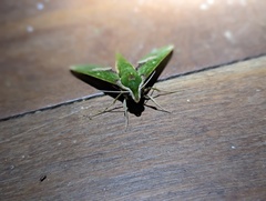 Xylophanes chiron