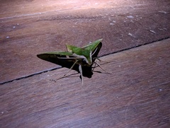 Xylophanes chiron