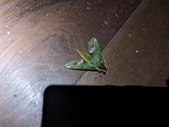 Xylophanes chiron