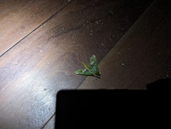 Xylophanes chiron