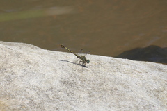 Paragomphus cognatus