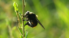 Mallophora ruficauda