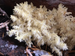 Hericium abietis
