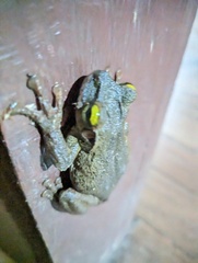 Osteocephalus taurinus