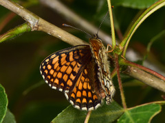 Melitaea celadussa