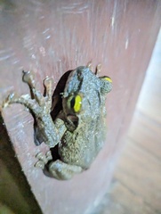 Osteocephalus taurinus