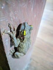 Osteocephalus taurinus