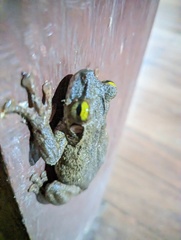 Osteocephalus taurinus