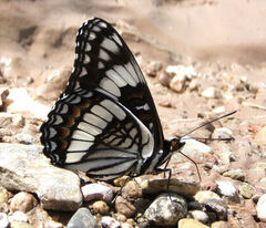 Limenitis weidemeyerii