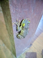 Osteocephalus taurinus