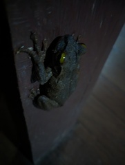 Osteocephalus taurinus